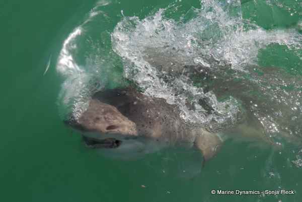 Seven-gill shark, South Africa